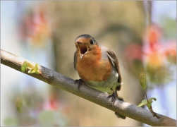 <p>ČERVENKA OBECNÁ (Erithacus rubecula) /European robin - Rotkehlchen/</p>